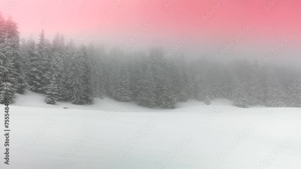 a snowstorm and frost turned high-mountain spruce trees and bushes into fabulous fantastic scenes, beautiful tones and colors of alpine nature in winter a snowstorm and frost turned high-mountain spruce trees and bushes into fabulous fantastic scenes, beautiful tones and colors of alpine nature in winter