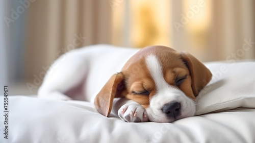 A sleepy young nice cute puppy dozing on a white pillow © Hassan
