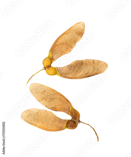 Cuadro en lienzo Dry maple tree seeds isolated on white background