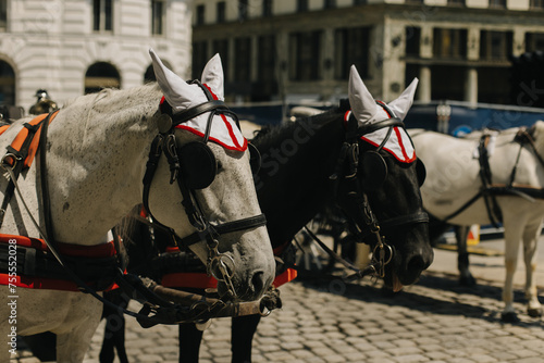 White and black horses harnessed to a carriage on the street of Vienna.