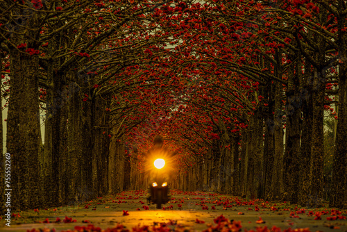 Fototapeta Naklejka Na Ścianę i Meble -  Motorcycle passing by pleasant crimson Kapox walk pathway. In 2015 CNN selected it as one of the top ten beautiful flower streets in the world.High quality photo. Baihe, Tainan,Taiwan.Use in branding