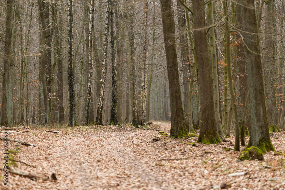 Φωτογραφία Waldweg mit breitem Weg zum Fahrrad fahren