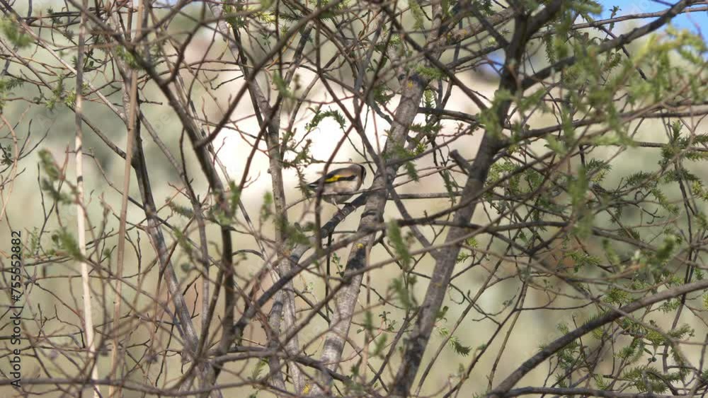 pájaro colorín, Jilguero, Carduelis carduelis, limpiando pico lento contra rama, entre la vegetación pájaro colorín, Jilguero, Carduelis carduelis, limpiando pico lento contra rama, entre la vegetación