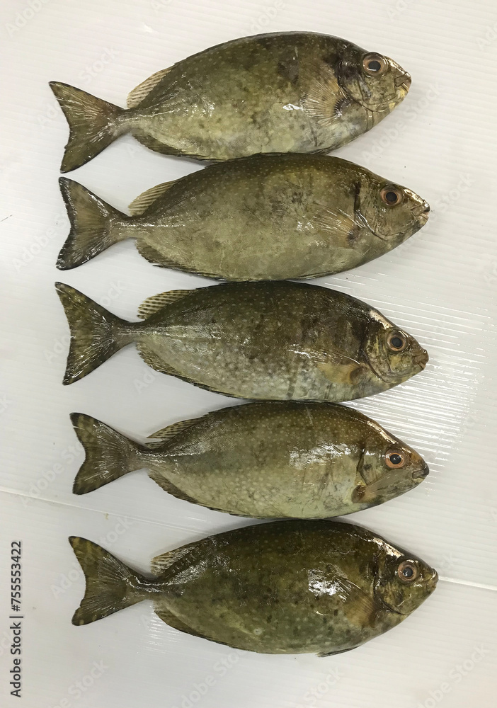 fresh raw cold seafood bai du small mini white whole fish ikan on white ice background halal food cuisine hyper market menu for restaurant ingredient design