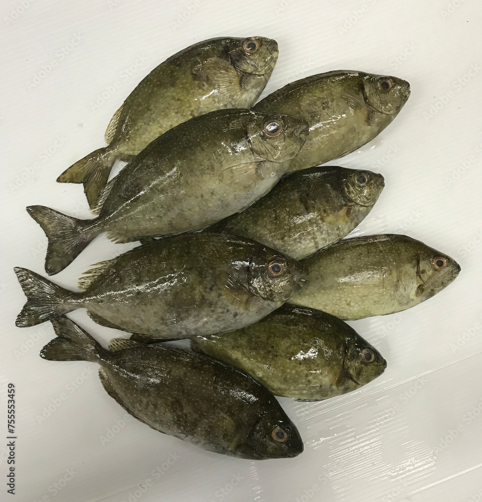 fresh raw cold seafood bai du small mini white whole fish ikan on white ice background halal food cuisine hyper market menu for restaurant ingredient design