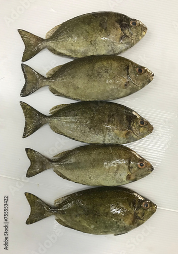Obraz na płótnie fresh raw cold seafood bai du small mini white whole fish ikan on white ice background halal food cuisine hyper market menu for restaurant ingredient design w salonie