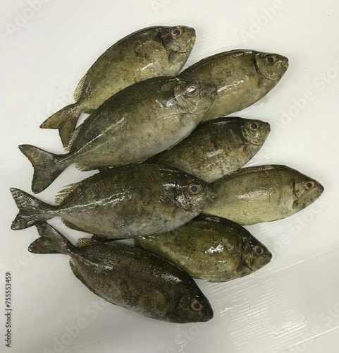 Obraz na płótnie fresh raw cold seafood bai du small mini white whole fish ikan on white ice background halal food cuisine hyper market menu for restaurant ingredient design w salonie
