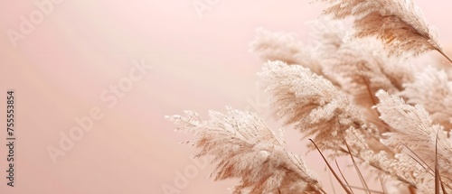 Natural soft plants Pampas grass (Cortaderia selloana) neutral beige color with on soft pink background, wallpaper, banner. Plant texture. minimalistic home design interior.