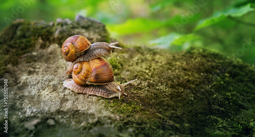 two Snails close up in garden, abstract natural green background. purity of nature, care about the world. wildlife, ecology, save Animal and earth concept. slow life. harmony of nature.