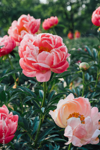 Beautiful Coral Charm peony flowers blooming in the garden  close up. Natural summer flowery background.