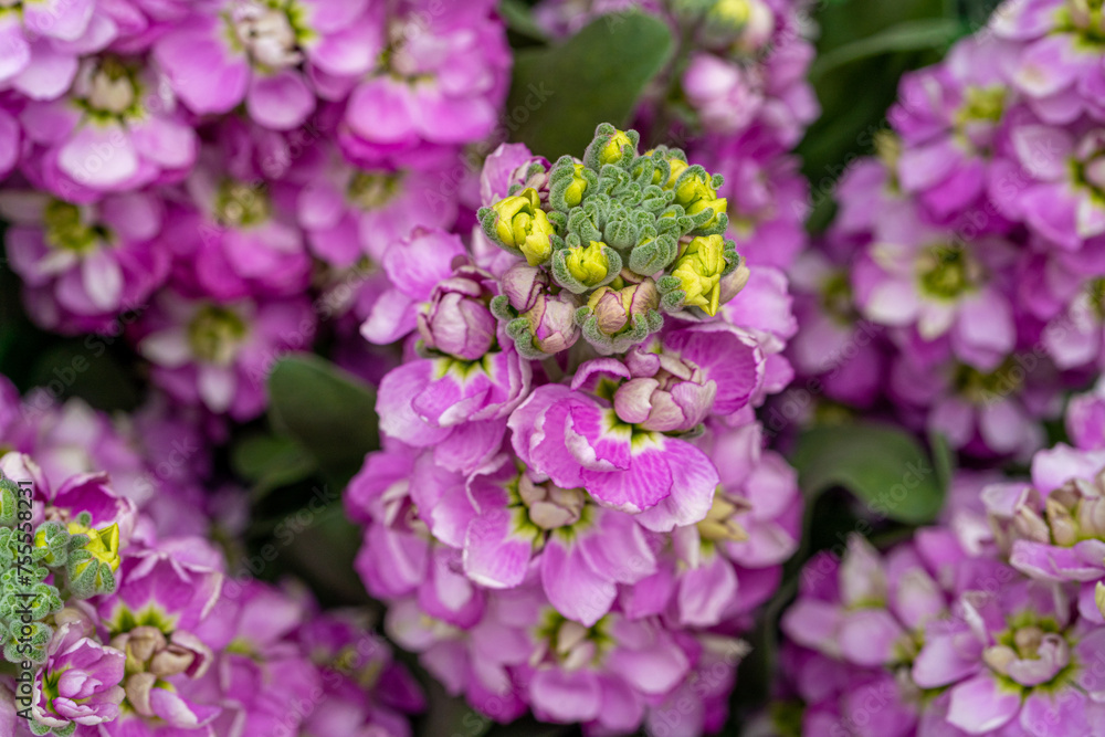 Lilac Delphinium Flowers Closeup, Purple English Larkspur Flowers, Blooming Pink Candle Delphinium Lilac Delphinium Flowers Closeup, Purple English Larkspur Flowers, Blooming Pink Candle Delphinium