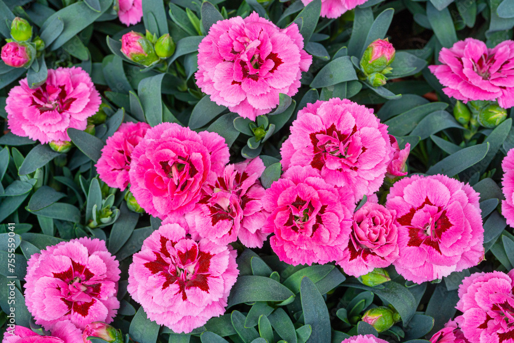 Small Red Carnations Pattern, Natural Blooming Texture Background Top View, Many Small Pink Small Red Carnations Pattern, Natural Blooming Texture Background Top View, Many Small Pink