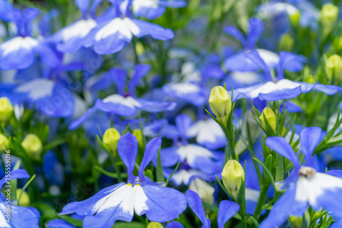 Blue Spring Lobelia Flowers Pattern, Lobelia Sapphire or Edging Lobelia