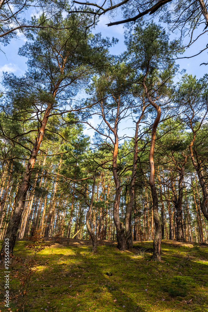 Naklejka premium Kiefernwald im Biosphärenreservat Oberlausitzer Heide- und Teichlandschaft 2