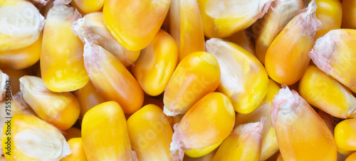 yellow corn kernels with visible details. Background or texture photo