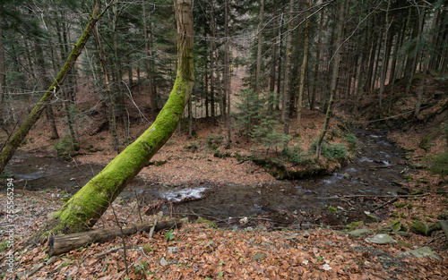 Górski potok w lesie