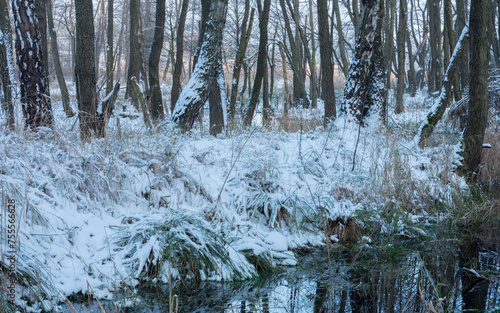 zimowy krajobraz nad wodą w lesie 2