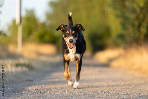 Happy dog run in the park, appenzeller sennenhund