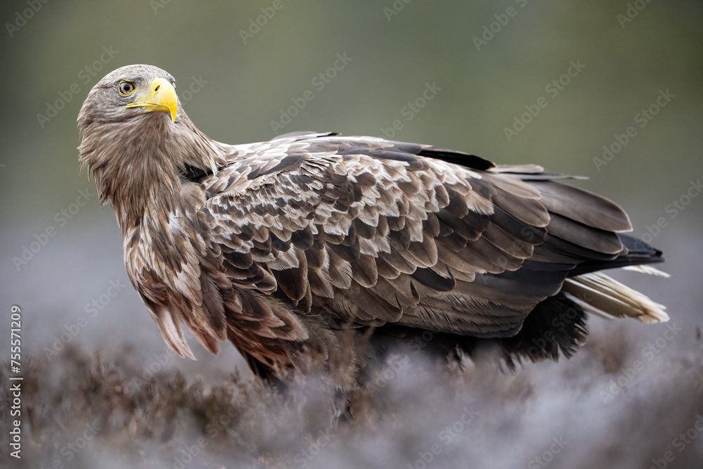 Adult white-tailed eagle in the morning Adult white-tailed eagle in the morning