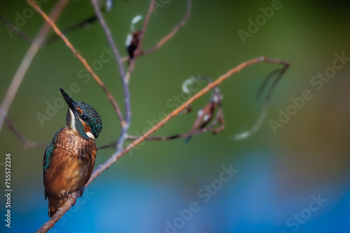 A vibrant and sharp kingfisher perches on a branch, its iridescent plumage standing out against the blurred green and blue backdrop.