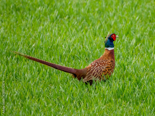 Fasan (Phasianus colchicus) photo