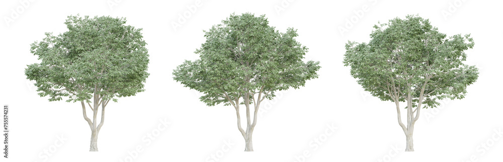 Celtis australis tree isolated on transparent background, png plant, 3d render illustration.