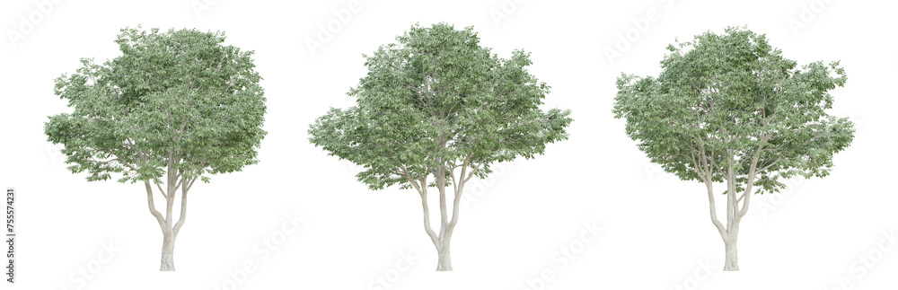Celtis australis tree isolated on transparent background, png plant, 3d render illustration. Celtis australis tree isolated on transparent background, png plant, 3d render illustration.