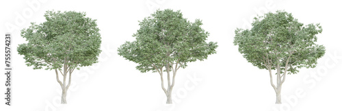 Celtis australis tree isolated on transparent background, png plant, 3d render illustration. photo