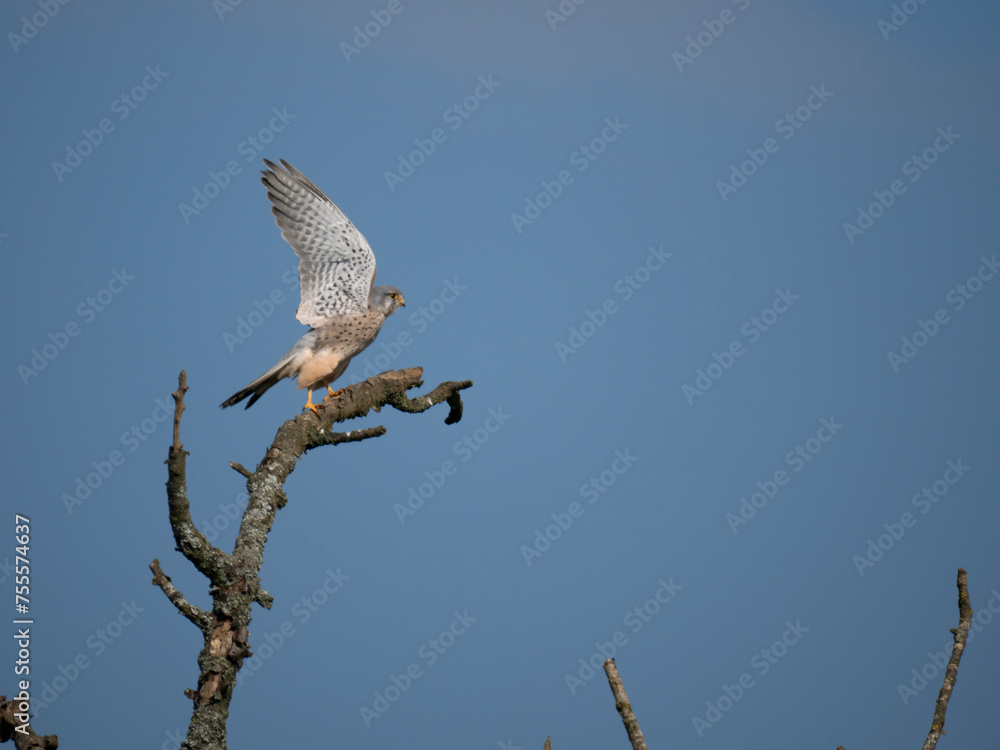 Fototapeta premium Turmfalke (Falco tinnunculus)