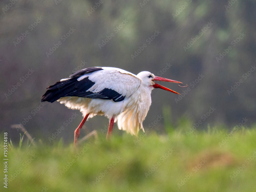 Naklejka premium Weißstorch&nbsp;(Ciconia ciconia)