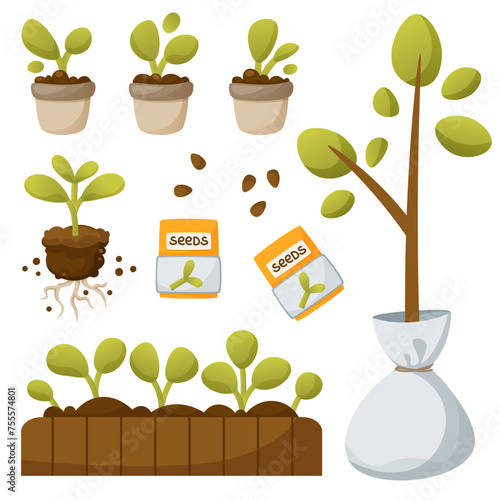 Vector set of seedlings, seeds, tree sapling. Raasada in small pots, in a wooden yatsik, without a slide with visible roots. Tree seedling in a bag. Vegetable garden, gardener, growing plants.