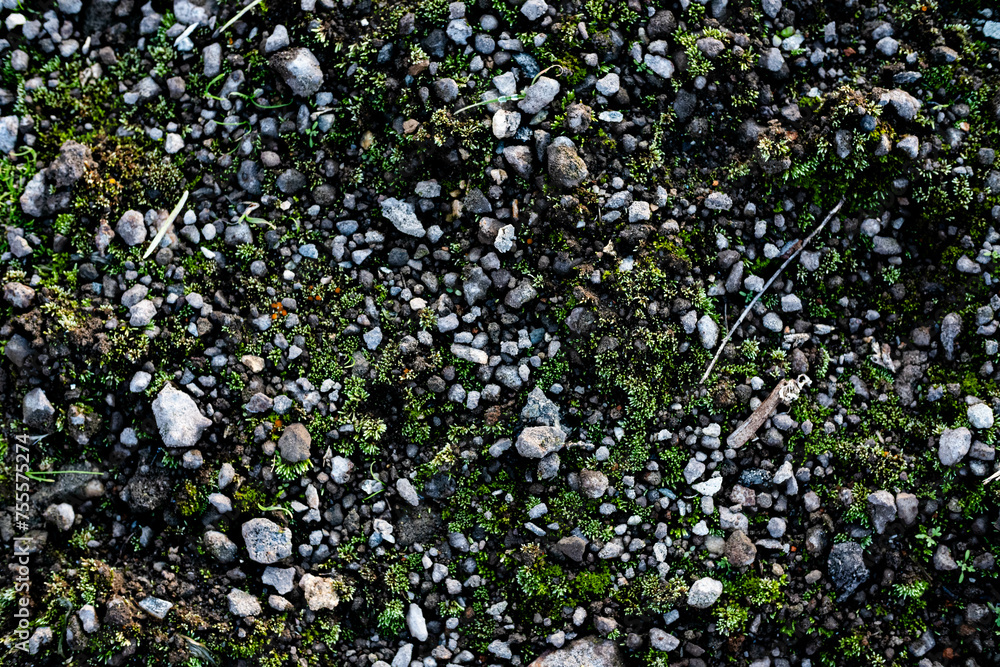 the stones are covered with moss