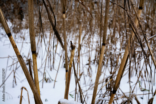 reeds in the snow