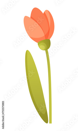 One tulip flower of pink red color with green leaf. Vector illustration of a beautiful spring summer flower. Garden plant, flower for a flower bed, tulip from a florist store.