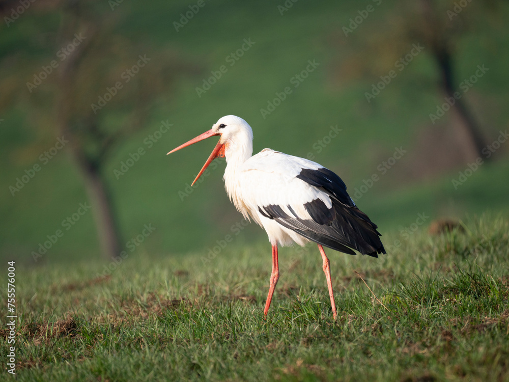 Fototapeta premium Weißstorch&nbsp;(Ciconia ciconia)