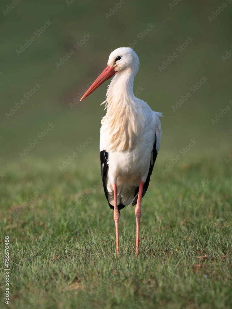 Fototapeta premium Weißstorch&nbsp;(Ciconia ciconia)