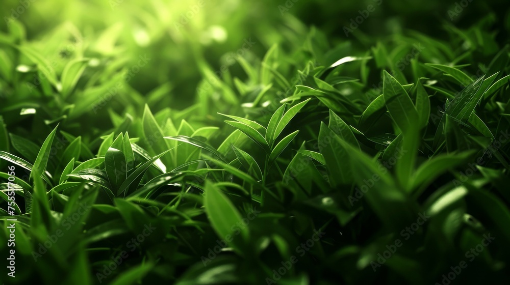 Close-up, Beautiful fresh nature view with plants, leaves, and garden background Close-up, Beautiful fresh nature view with plants, leaves, and garden background