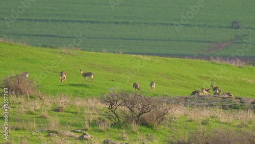 Mountain Gazelle (Gazella gazella) herd of females grazing in the Lower Galilee