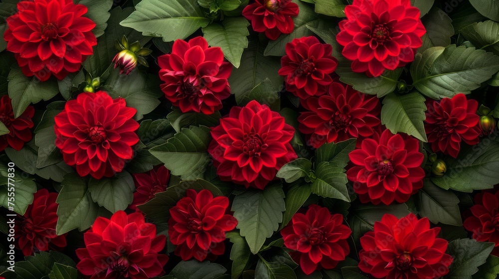 A collection of vibrant red dahlia flowers with lush green leaves fill the frame, creating a striking display of color and nature. The bright red petals contrast beautifully with the deep green