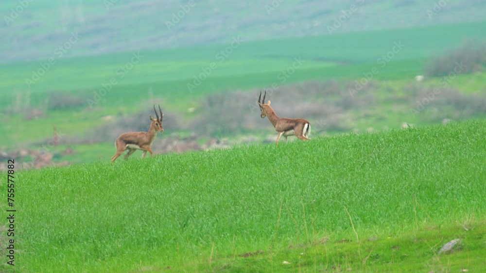 Two mature Mountain Gazelle (Gazella gazella) males in a battle in the Lower Galilee Two mature Mountain Gazelle (Gazella gazella) males in a battle in the Lower Galilee