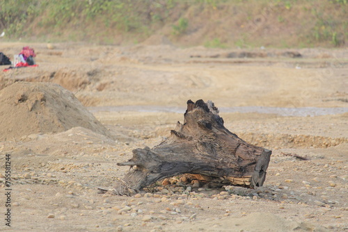 Tree Stump photo