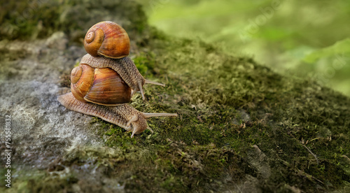 pair of Snails close up in garden, abstract natural green background. purity of nature, care about the world. wildlife, ecology, save Animal and earth concept. slow life. harmony of nature.