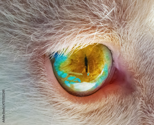 Close up of a blue and yellow cat eye