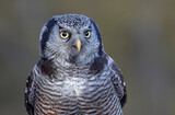 Northern Hawk-Owl closeup in winter