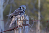 Northern Hawk-Owl perched on a post in winter in Canada