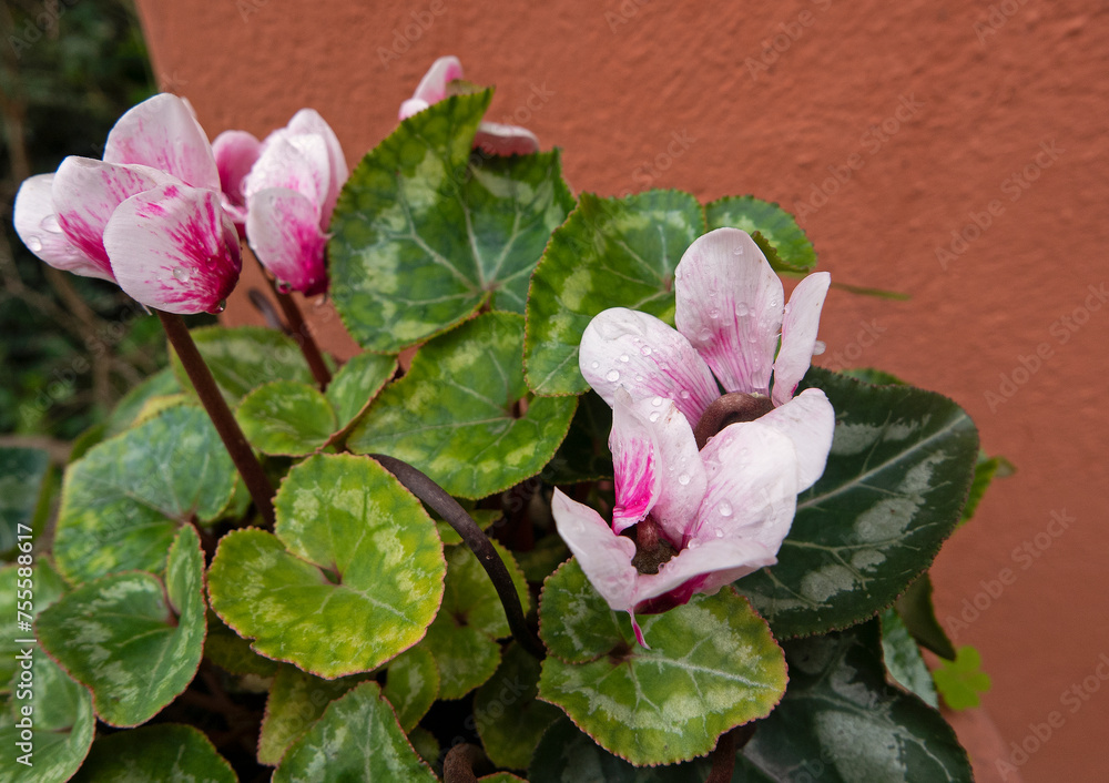 Fototapeta premium delicate flowering cyclamen on an orange background