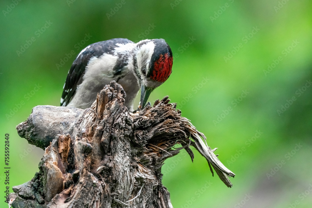 Great woodpecker Dendrocopos major, male of this large bird sitting on tree stump, red feathers, green diffuse background, wild nature scene