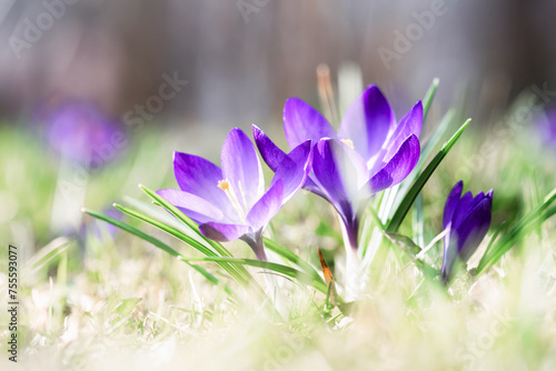 Macro shot of purple spring crocus flowers on green meadow closeup. Nature photography
