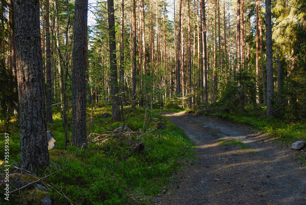 Obraz premium path in the forest