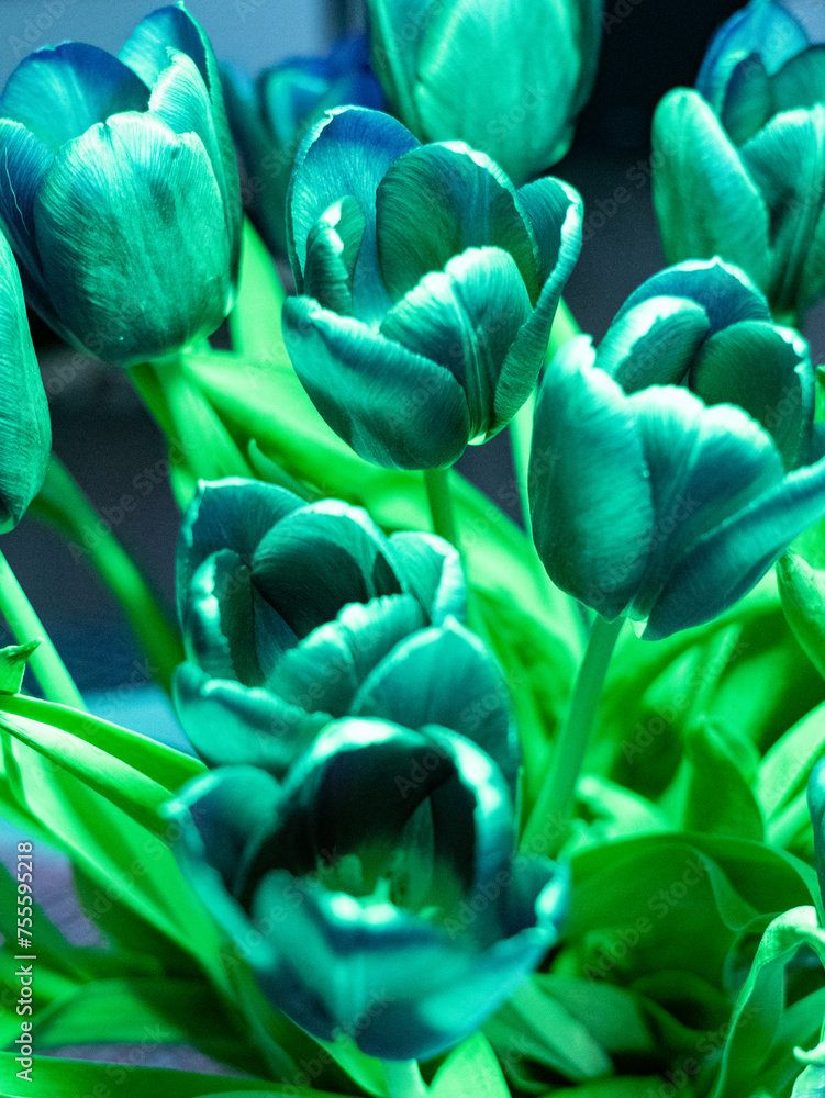 Fototapeta premium Tulipany , bukiet , zielone
